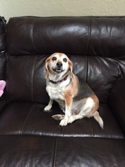 Beagle Dogs for adoption in Albuquerque, NM, USA