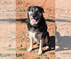 Shepradors Dogs for adoption in Scottsdale, AZ, USA