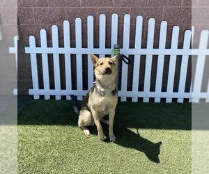 German Shepherd Dog-Unknown Mix Dogs for adoption in Modesto, CA, USA
