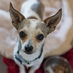 Chihuahua Dogs for adoption in Kanab, UT, USA