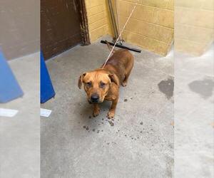 Mastiff-Unknown Mix Dogs for adoption in Stockton, CA, USA