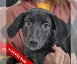 Beagle-Unknown Mix Dogs for adoption in Huntley, IL, USA