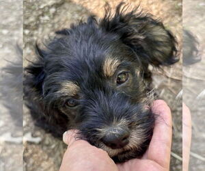 Poodle (Toy)-Unknown Mix Dogs for adoption in Okolona, MS, USA