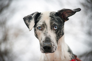Mutt Dogs for adoption in boulder, CO, USA