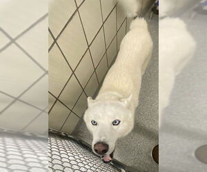 Siberian Husky Dogs for adoption in Pasadena, TX, USA