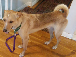 Pharaoh Hound Dogs for adoption in NYC, NY, USA