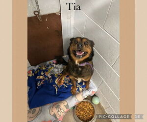 Mutt Dogs for adoption in Kewanee, IL, USA