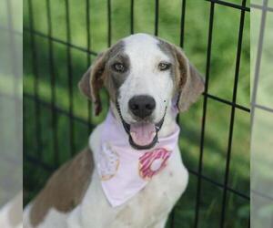 Pointer-Unknown Mix Dogs for adoption in San Antonio, TX, USA
