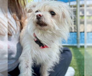 Maltese-Unknown Mix Dogs for adoption in Woodbury, NY, USA