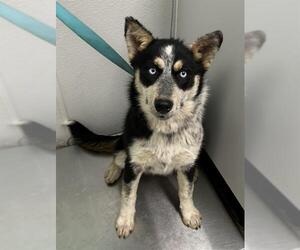 Aussie Siberian Dogs for adoption in Rosenberg, TX, USA