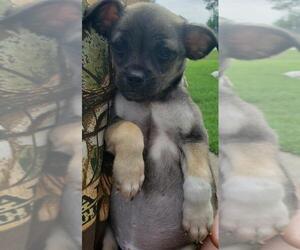 ShiChi Dogs for adoption in Rosenberg, TX, USA