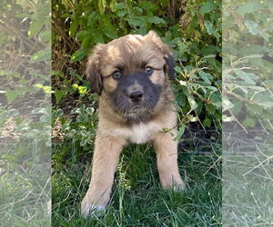 Mutt Dogs for adoption in Polson, MT, USA