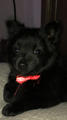 Schip-a-Pom Dogs for adoption in Chantilly, VA, USA