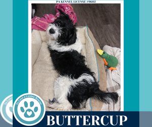 Mutt Dogs for adoption in Kimberton, PA, USA