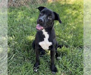Labrador Retriever-Unknown Mix Dogs for adoption in Modesto, CA, USA