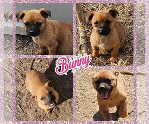 Dachshund Dogs for adoption in Blacksburg, SC, USA