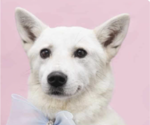 Mutt Dogs for adoption in San Ramon, CA, USA