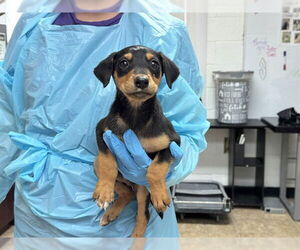 Mutt Dogs for adoption in Raleigh, NC, USA