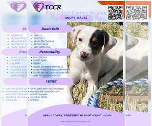 Beagle-Collie Mix Dogs for adoption in pomfret, CT, USA