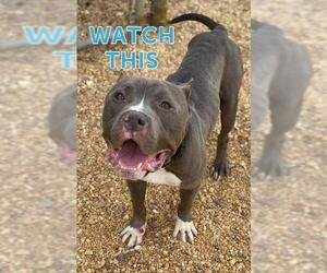 American Pit Bull Terrier Dogs for adoption in Forestville, MD, USA