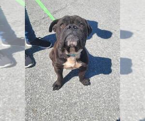 Bulldog Dogs for adoption in Columbus, IN, USA