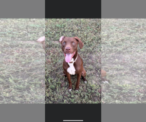 German Shorthaired Lab Dogs for adoption in Manchester, IA, USA