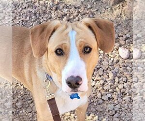 Mutt Dogs for adoption in Kanab, UT, USA