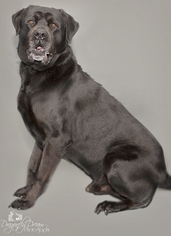 Labrottie Dogs for adoption in Waynesboro, PA, USA