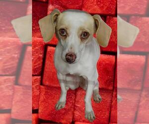 Chiweenie Dogs for adoption in Phelan, CA, USA