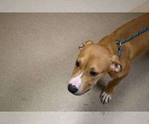 Boxer Dogs for adoption in Decatur, IL, USA