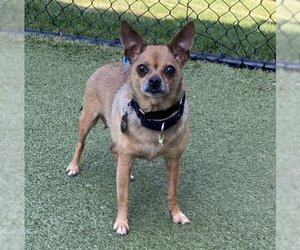 Chihuahua Dogs for adoption in Dedham, MA, USA