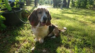 Basset Hound Dogs for adoption in Warwick, RI, USA