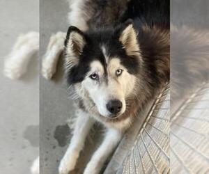 Australian Shepherd-Siberian Husky Mix Dogs for adoption in Santa Monica, CA, USA