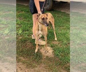 Greyhound Dogs for adoption in Independence, MO, USA