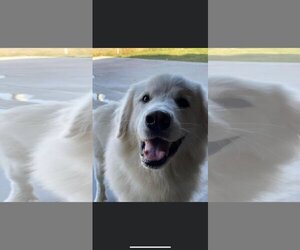 Golden Pyrenees Dogs for adoption in Shillington, PA, USA