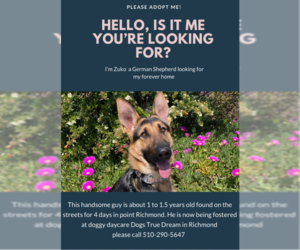 German Shepherd Dog Dogs for adoption in Berkeley, CA, USA