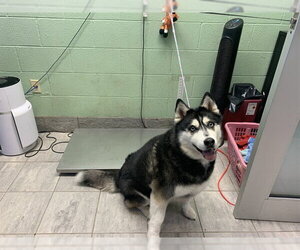 Siberian Husky-Unknown Mix Dogs for adoption in Grand Prairie, TX, USA
