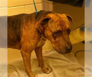 Mutt Dogs for adoption in Sanford, FL, USA