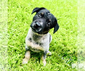 Mutt Dogs for adoption in Houston, TX, USA