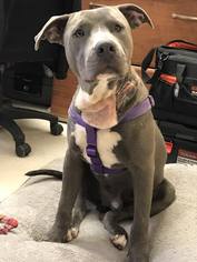 American Pit Bull Terrier-Unknown Mix Dogs for adoption in Lake Jackson, TX, USA