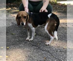 Beagle Dogs for adoption in Madison, WI, USA
