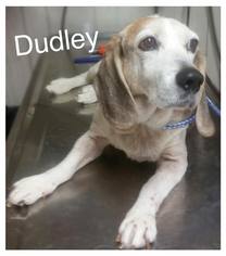 Medium Photo #1 Beagle Puppy For Sale in Jasper, IN, USA
