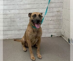 German Shepherd Dog-Unknown Mix Dogs for adoption in San Bernardino, CA, USA