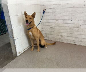 German Shepherd Dog Dogs for adoption in San Bernardino, CA, USA