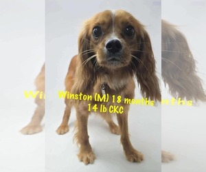 Cavalier King Charles Spaniel-Unknown Mix Dogs for adoption in pomfret, CT, USA