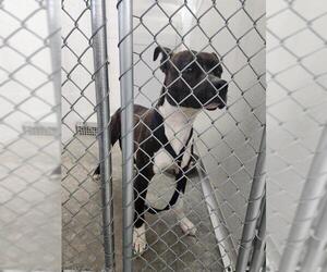 Boxer-Unknown Mix Dogs for adoption in Temple, TX, USA