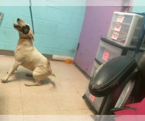 Bull Terrier Dogs for adoption in Lufkin, TX, USA