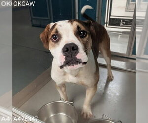 Mutt Dogs for adoption in Oklahoma City, OK, USA