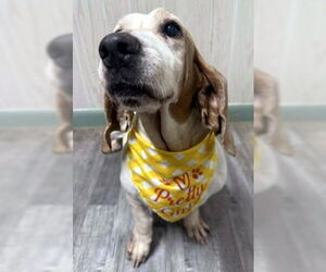 Basset Hound Dogs for adoption in Deepwater, NJ, USA