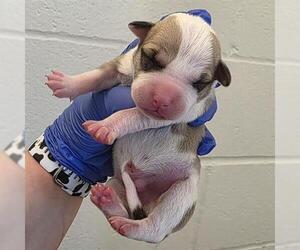 American Staffordshire Terrier-Unknown Mix Dogs for adoption in Houston, TX, USA